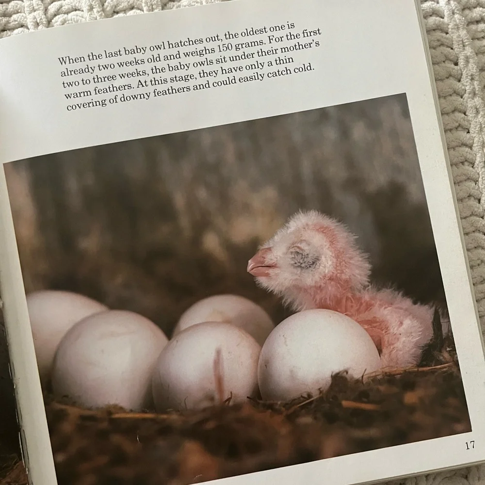 🦉”A Family of Owls” Vintage Children’s Picture Book with Color Photographs🦉 - Picture 9 of 15